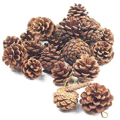 Natural Pine Cones