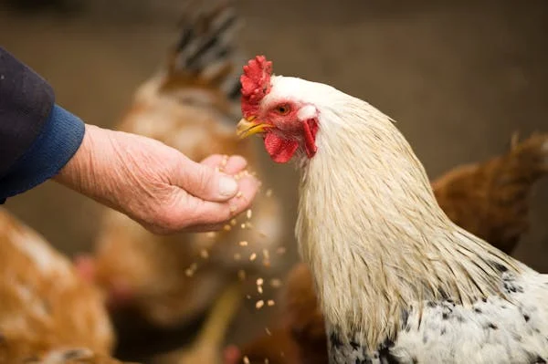 TheChicblend|10 Homesteading Skills ANYONE Can Learn: A Beginner’s Guide to Self-Sufficiency